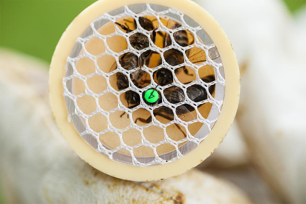 Put up critter-proof netting on vents in subterranean spaces
